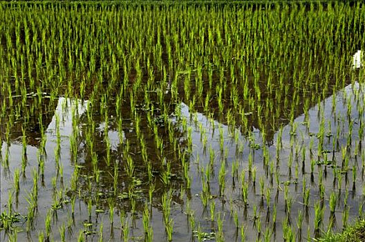 稻田,靠近,巴厘岛,印度尼西亚,东南亚