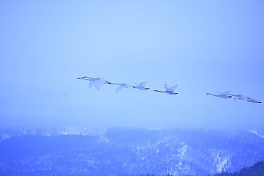 飞,天空