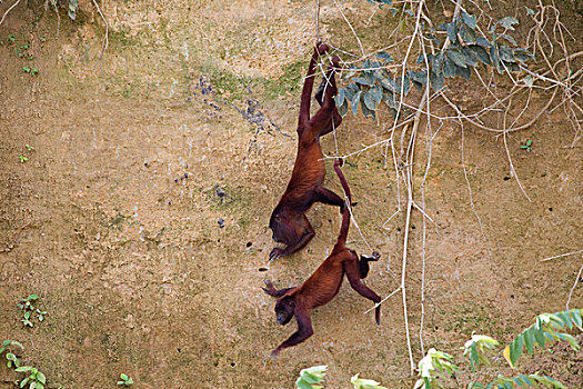 红色,啸猴,吼猴,一对,玩,玛努国家公园,秘鲁