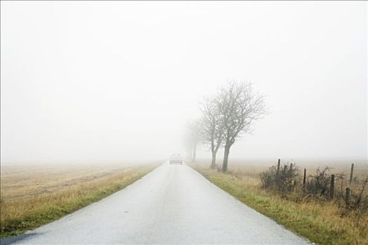乡间小路,遮盖,雾
