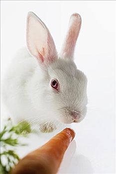兔子,胡萝卜