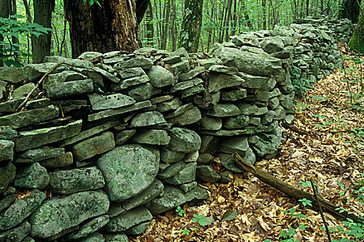 特写,石墙,树林,自然,区域,宾夕法尼亚,美国