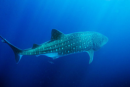 厄瓜多尔,加拉帕戈斯群岛,国家公园,鲸鲨