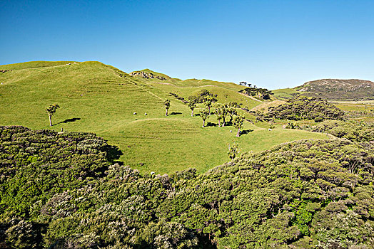 群山,绵羊,草场,靠近,告别,金色,湾,南部地区,新西兰,大洋洲