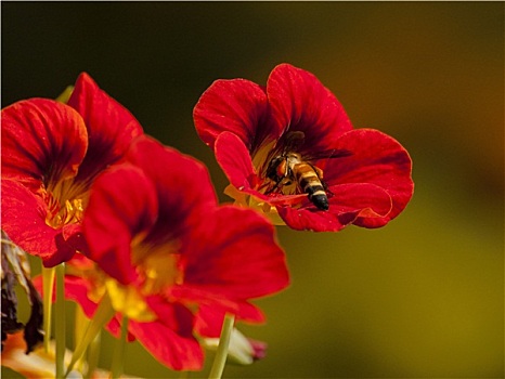 蜜蜂,收集,花蜜,红花