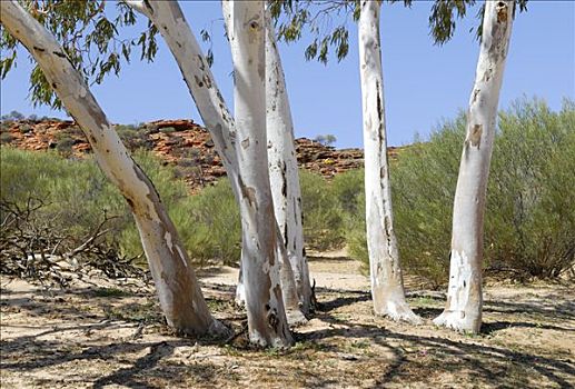 桉树,干枯,河床,河,卡巴里国家公园,西澳大利亚,澳大利亚