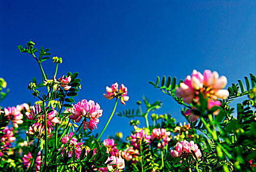 夏日草地,背景,盛开,粉花,鲜明,蓝天