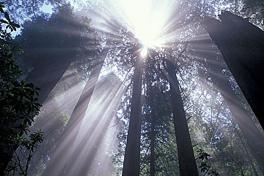 美国,加利福尼亚,神,光照,过滤,雾,巨大,红杉