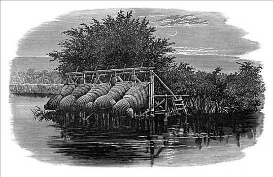 鳗鱼,泰晤士河,19世纪