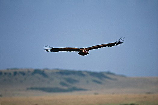肯尼亚,马赛马拉国家保护区,肉垂秃鹫,降落,杀,场所,大幅,尺寸