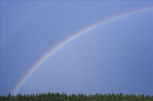 彩虹,上方,树,萨尔茨堡,奥地利