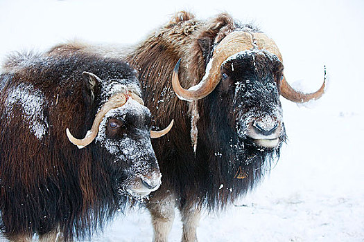 肖像,两个,公牛,麝牛,脸,积雪,阿拉斯加野生动物保护中心,波蒂奇,阿拉斯加,冬天,俘获