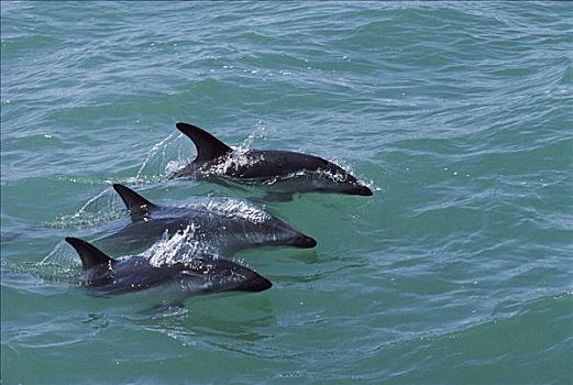 暗黑斑纹海豚,乌色海豚,三个,平面,新西兰