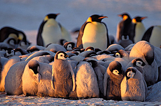 帝企鹅,威德尔海,南极