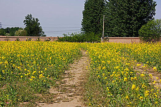 盛开的油菜花和乡村路