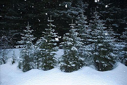 冷杉,雪地