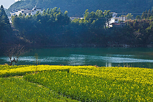 婺源,春天,油菜花,徽派,建筑,江湾,风情,风景,风光,乡村,民居