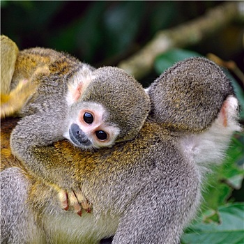 幼仔,松鼠猴,背影,妈妈,亚马逊雨林