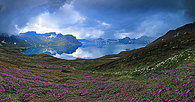 长白山天池高山花卉