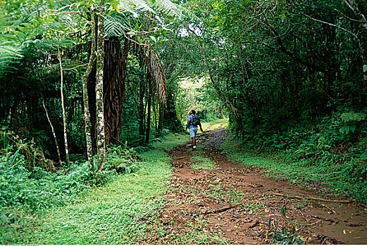走,雨林,小路,马达加斯加