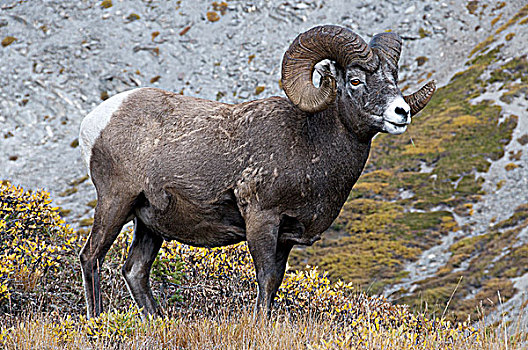 大角羊,公羊,站立,高山,山顶,碧玉国家公园,艾伯塔省,加拿大