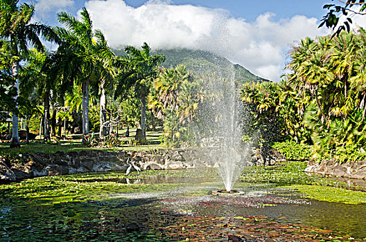 植物园,尼维斯岛,加勒比,北美