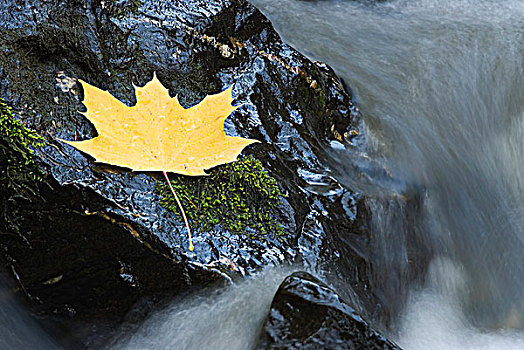 枫叶,石头,河流,靠近,不列颠哥伦比亚省,加拿大