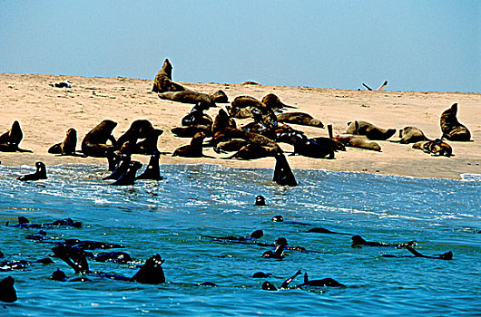 非洲,纳米比亚,骷髅海岸,斯瓦科普蒙德,湾,克罗斯角,海豹,生物群