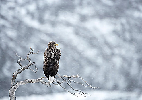 白尾,鹰,成年,栖息,风雨侵蚀,枝条,暴风雪,挪威,欧洲