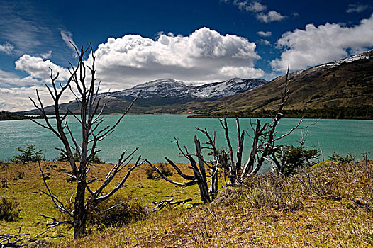 枯木,绿池,绿泻湖,巴塔哥尼亚,智利,南美