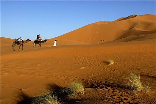 骑骆驼,引导,沙漠,却比沙丘,梅如卡,摩洛哥,北非