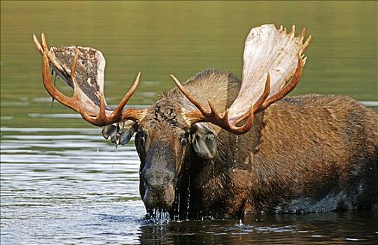 驼鹿,麋鹿,站在水中,德纳里峰国家公园,阿拉斯加,美国