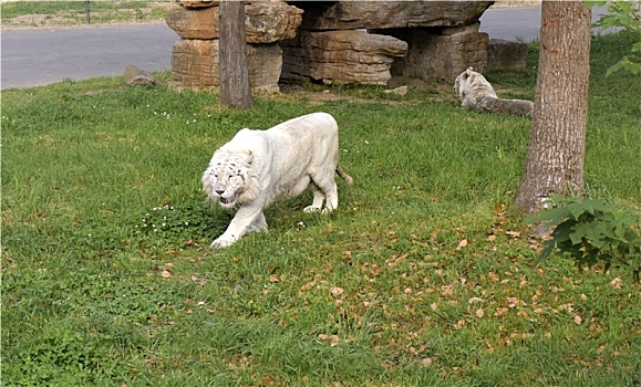 草地上的两只白虎