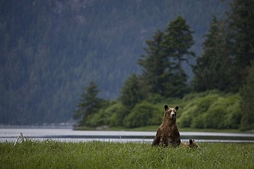 母兽,大灰熊,幼兽,湾流,不列颠哥伦比亚省,加拿大