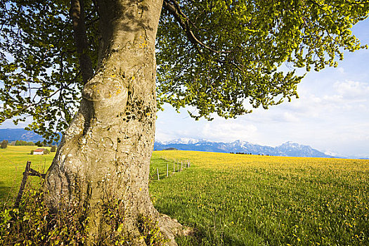 山毛榉树,巴伐利亚,德国