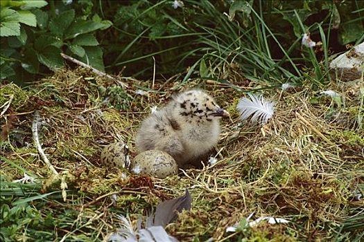 银鸥,幼禽,鸟窝,纽芬兰,加拿大