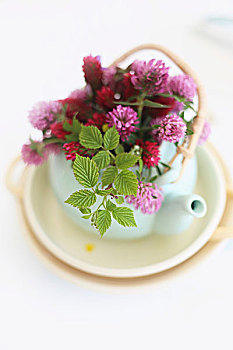 小,白色,茶壶,拿着,花,红三叶草,树莓叶