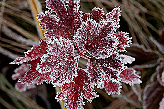 霜,树叶,红色,秋天,阿尔冈金省立公园,安大略省,加拿大