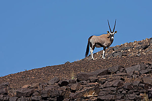 纳米比亚,长角羚羊,站立,岩石
