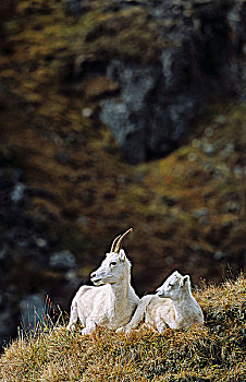 野大白羊,母羊,羊羔,育空地区,加拿大