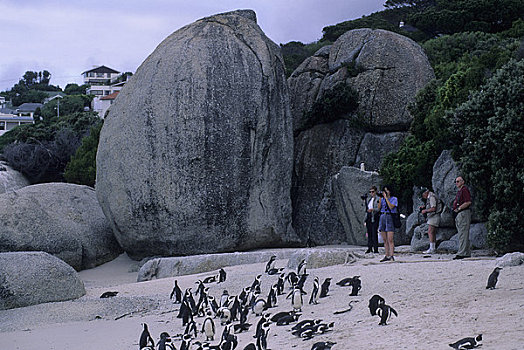 南非,靠近,开普敦,企鹅,海滩,游客
