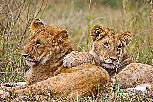 幼狮,放入,灌木,马赛马拉,肯尼亚