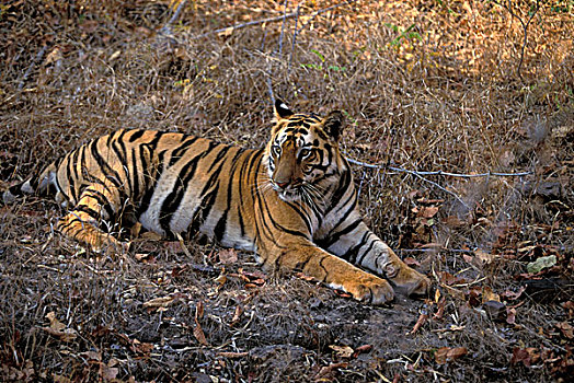 印度,伦滕波尔国家公园,虎
