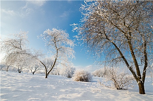 树,遮盖,白霜,蓝天