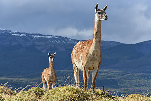 原驼,国家级保护区,国家公园,巴塔哥尼亚,智利,南美