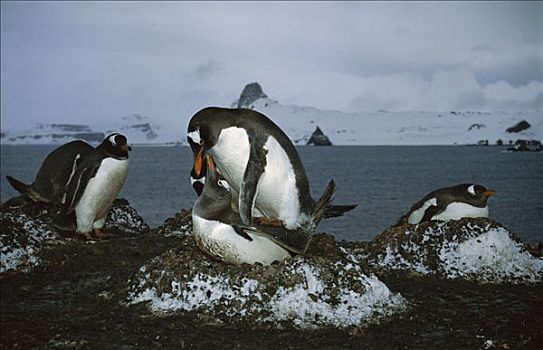 巴布亚企鹅,巢穴,岛屿,南极