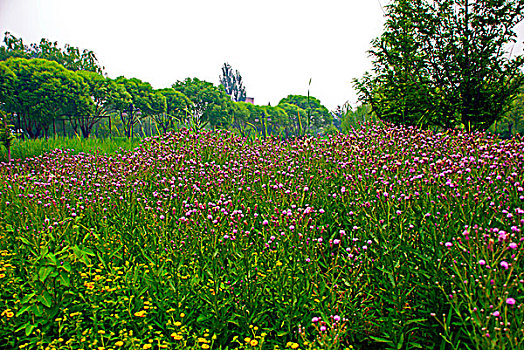 一片野菊花地