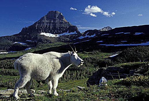 美国,蒙大拿,冰河国家公园,石山羊,雪羊