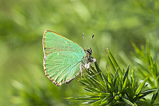 绿色,灰蝶科,成年,休息,金雀花,英格兰,欧洲