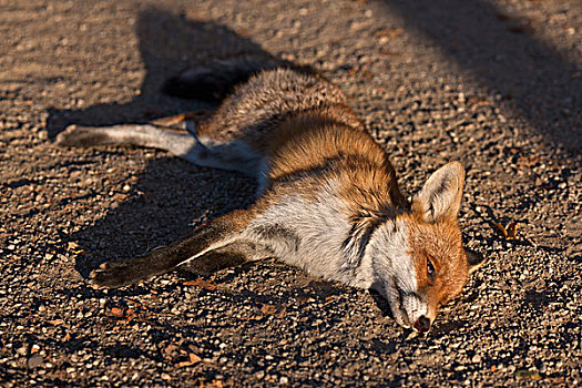 死,狐狸,躺着,泥土